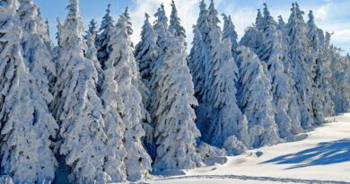 wintry, snow, firs
